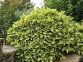 Аукуба/Aucuba japonica, снимка 1