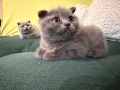 Британчета късокосмести, снимка 3