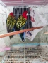 птици на добри цени 🦜, снимка 6