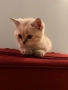 Британски Котета, снимка 8