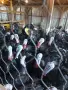 Продавам домашно отглеждани пуйки , снимка 6