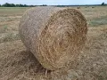 Ролонни бали грах, снимка 3
