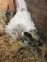 Продавам сплаш Розкомб. , снимка 3