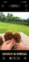 Пудел Той/Poodle toy, снимка 3
