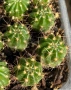 Кактус Lobivia Sp. с уникален червен цвят, цъфти много красиво, снимка 5