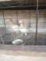 Продавам гълъби, снимка 6