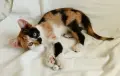 Подарявам котенце - трицветка, снимка 3