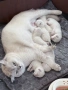 🐾 Продавам чистокръвни британски шиншила котенца 🐾  , снимка 1