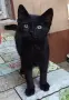 Багира търси дом, снимка 3