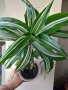 Драцена, dracena Reflexa, снимка 1