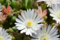 🩷🌿🌸 Делосперма/Delosperma, снимка 3