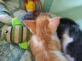 Малки котенца търсят дом, снимка 4