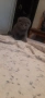Котенце , шотландско клепоухо, снимка 2