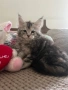 Котенца Мейн Куун, снимка 2