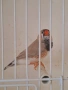 Амадинки джъмбо , снимка 3