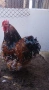 Орпингтон  5 кокошки и петел , снимка 2