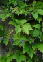 Дива лоза (Parthenocissus quinquefolia), снимка 5