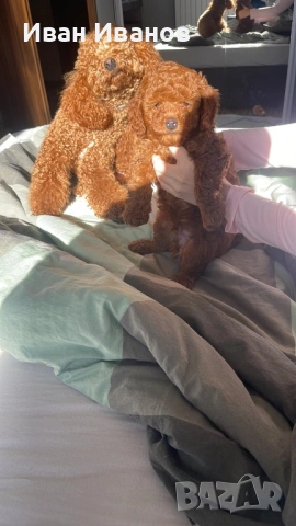 Той мини пудел