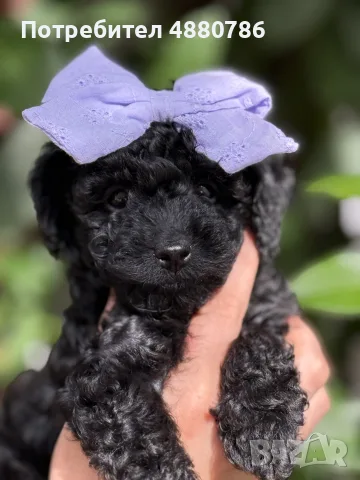 Той Пудел (Toy Poodle)