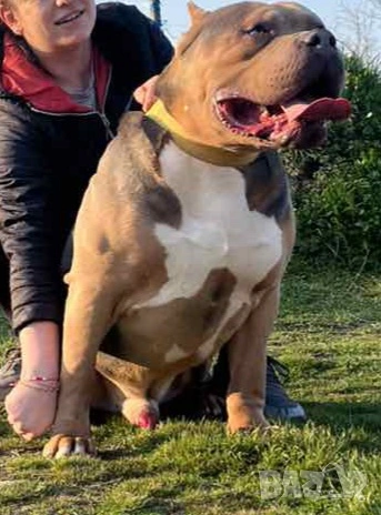 Американско Були Хл American bully Xl ABKC , снимка 7 - Други - 54806076