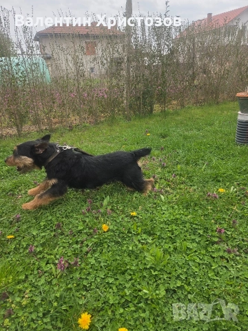 ягдтериер яктериер обучени на подземен лов и гонки, снимка 8 - Ягдтериер - 54034021