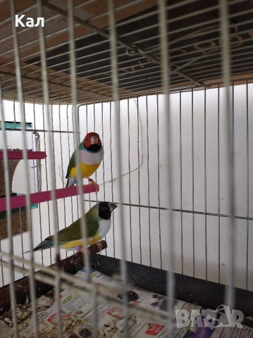 Гулдуви амадини