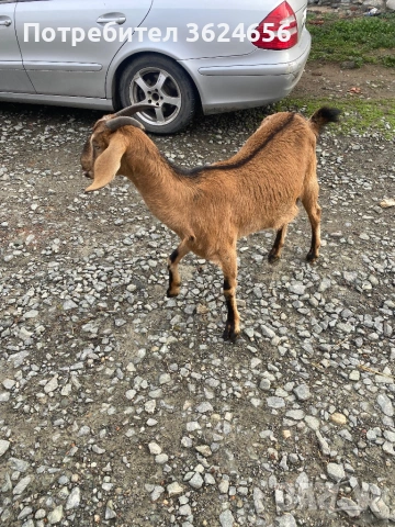 продавам коза , снимка 2 - Кози - 54003597