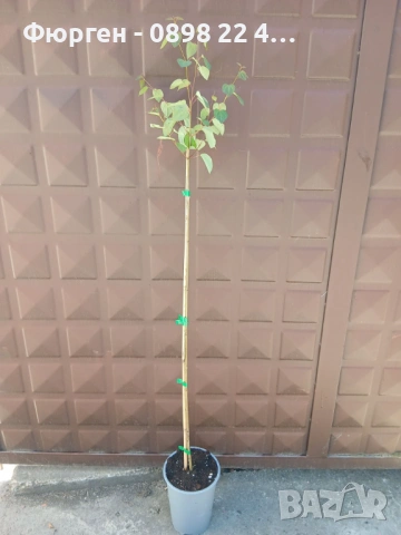 Карамелено дърво (Японска кацура) – Cercidiphyllum japonicum, снимка 5 - Разсади - 54934243