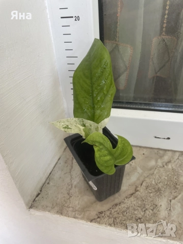 Epipremnum Pinatum Marble, снимка 4 - Стайни растения - 55282351