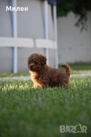 Той пудел Toy poodle, снимка 17 - Пудели - 55006000