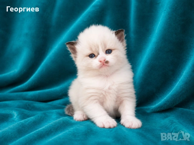 Регдол коте , снимка 3 - Други - 49355838
