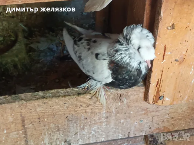 Гълъби демкежи топ качество , снимка 11 - Гълъби - 49071204