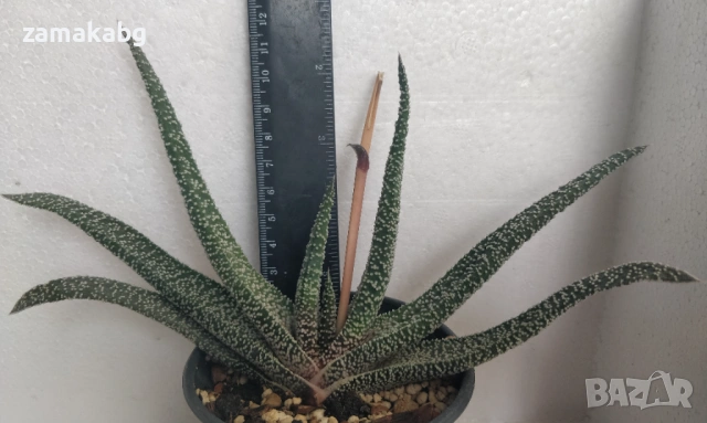 Гастерия (Gasteria carinata var. verrucosa), сукулентно растение