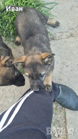 Немски овчарки Сивак