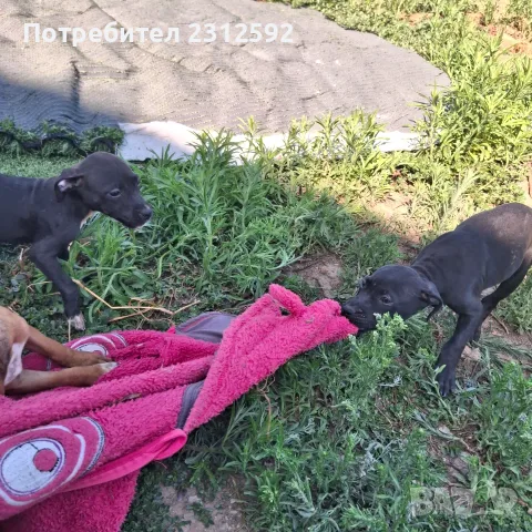Продават се питбучета!, снимка 11 - Питбул - 55427742