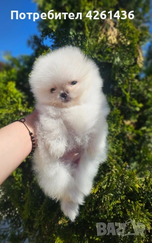 Померан , снимка 2 - Померан - 54318343