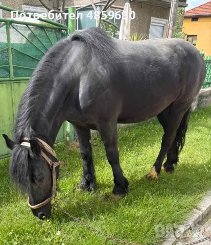 Продавам кобила