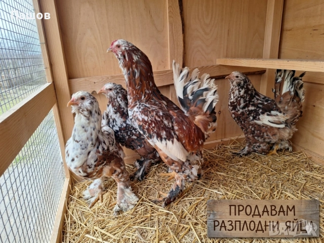 Продавам разплодни яйца от югозападен стандарт, снимка 2 - Кокошки и пуйки - 54032589