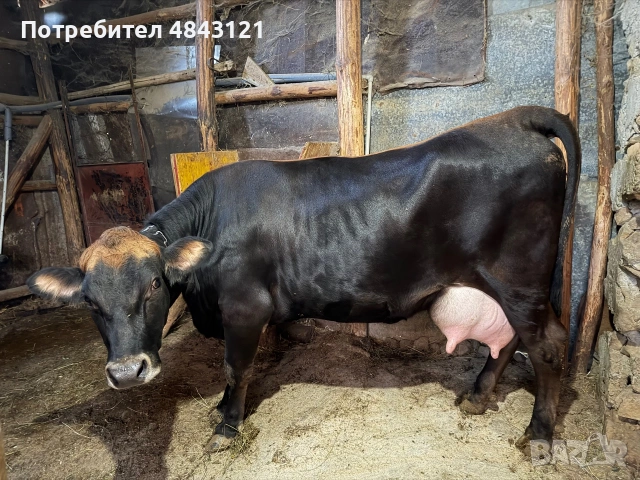 Продавам крава порода Жарсе