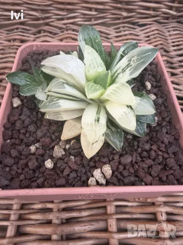 Рядка Вариегатна Хавортия (Haworthia retusa f. variegata) – Колекционерска, снимка 4 - Стайни растения - 55541196