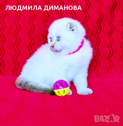 Шотландско мъжко Скоттиш Фолд. , снимка 7 - Британска късокосместа - 54526747