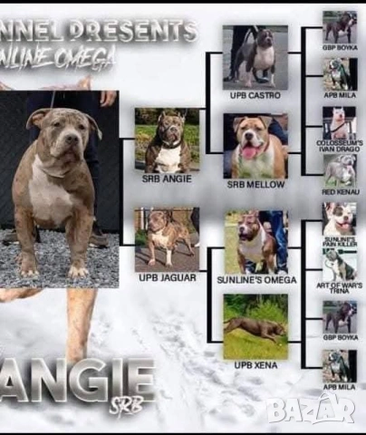 Американско Були Хл American bully Xl ABKC , снимка 4 - Други - 54806076