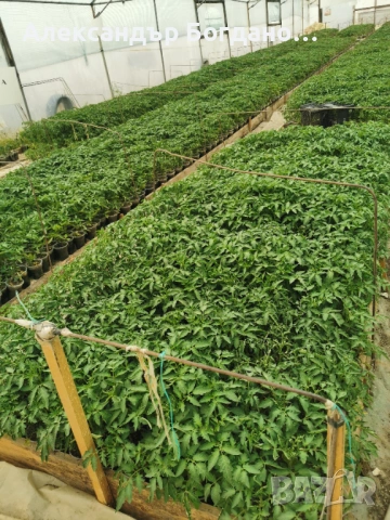Продавам качествен разсад домати и краставици, от дългогодишен производител! , снимка 9 - Разсади - 54120427