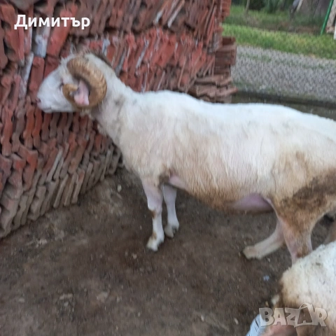 продавам 10 овце овен 3кози, снимка 4 - Овце - 54887230