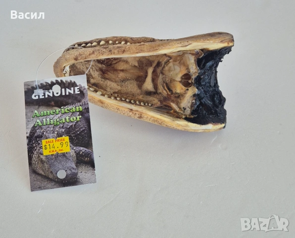 Препарирана глава на крокодил/алигатор., снимка 2 - Антикварни и старинни предмети - 54593338