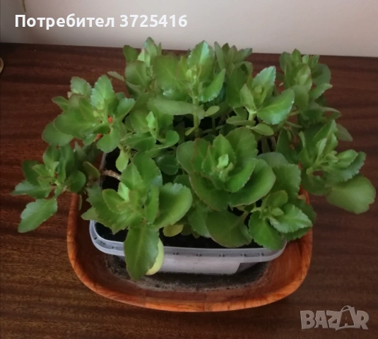 Цвете каланхое, снимка 4 - Стайни растения - 54895629