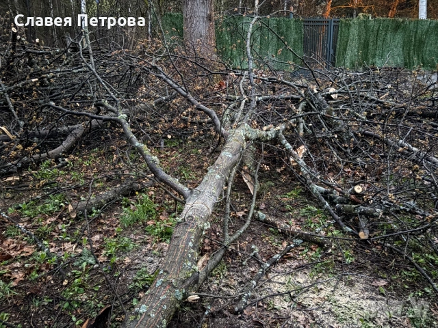 Безплатно дърва, снимка 4 - Дърва за огрев - 54242610