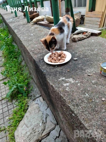 Малко котенце