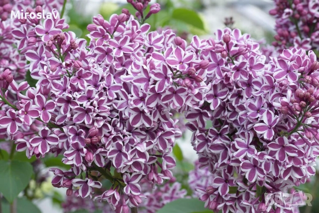 Люляк двуцветен („Сензация“), снимка 5 - Градински цветя и растения - 54129929