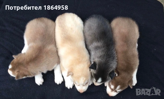 БЕБЕТА ХЪСКИ Доставка, снимка 6 - Хъски - 54749734